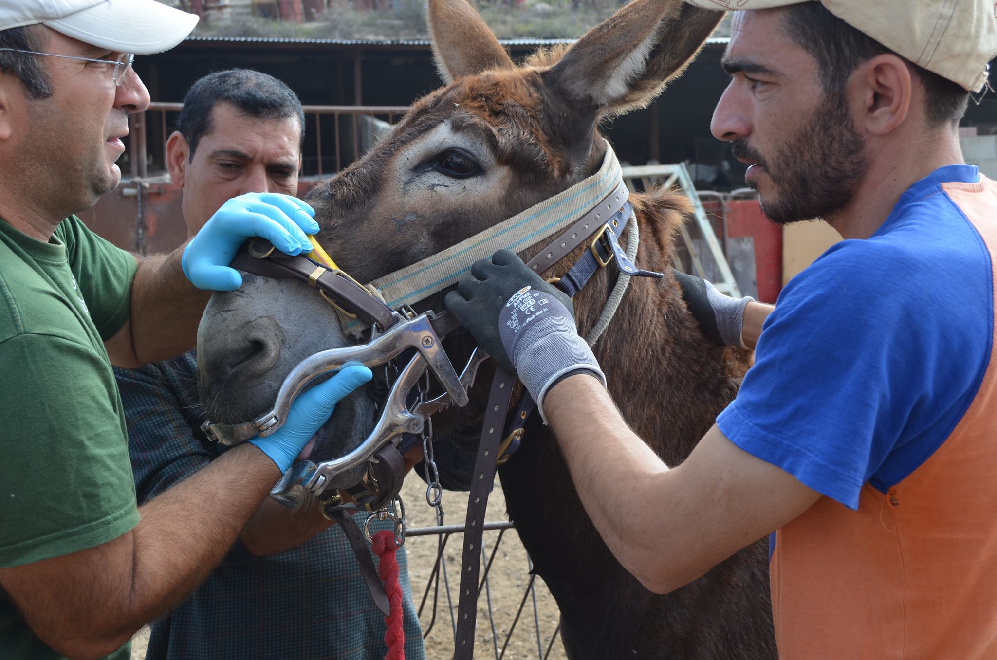 Donkey having a dental check