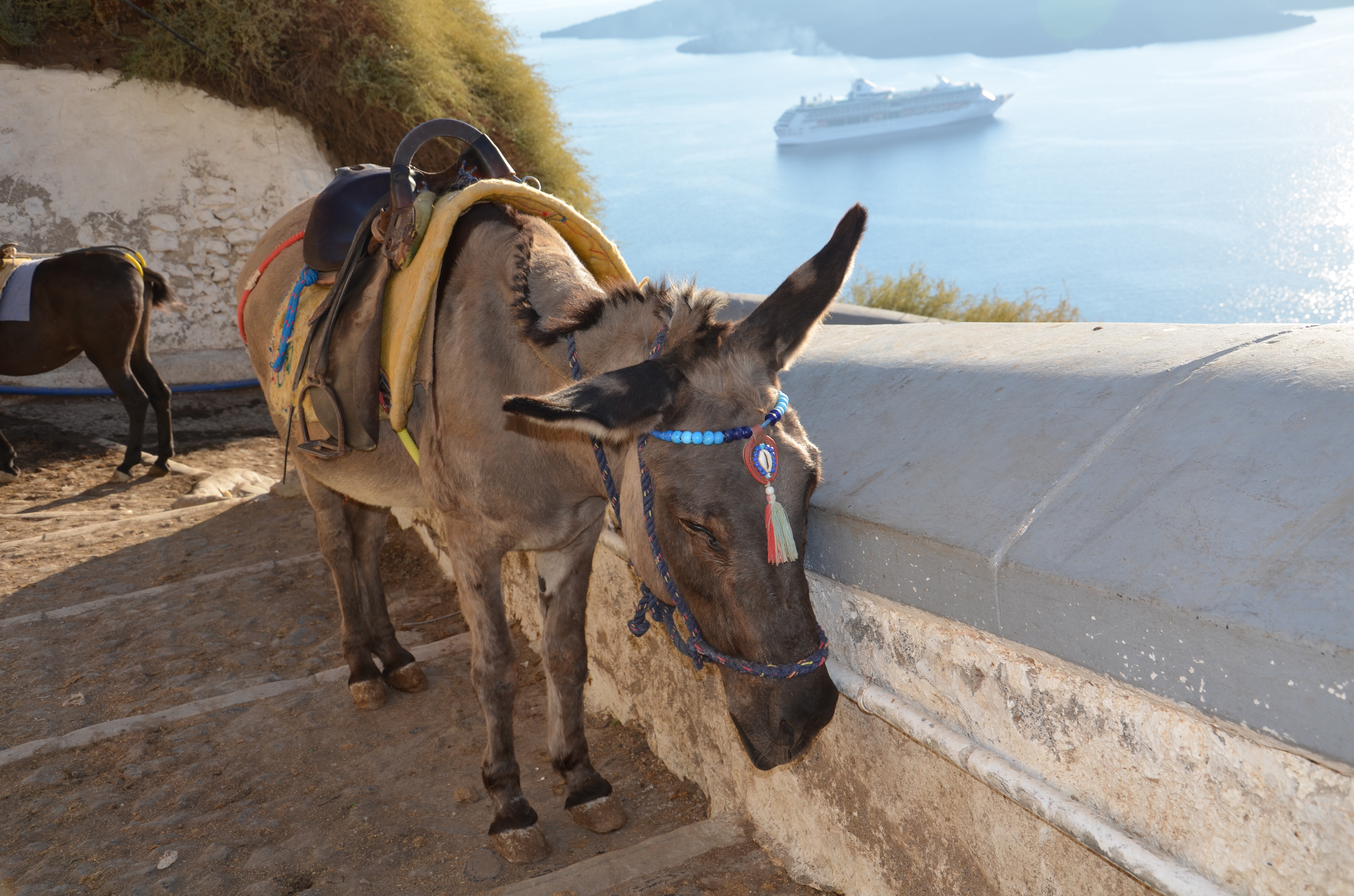 Santorini donkey