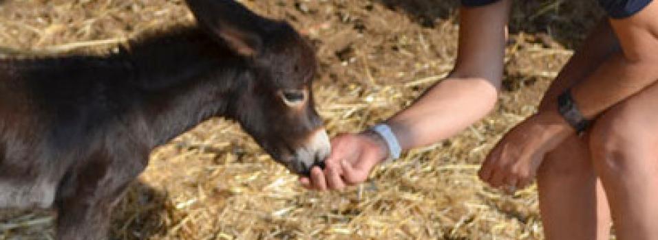 Reaching more donkeys in Cyprus