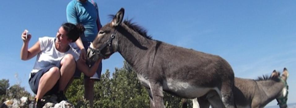 Helping Donkeys in Europe