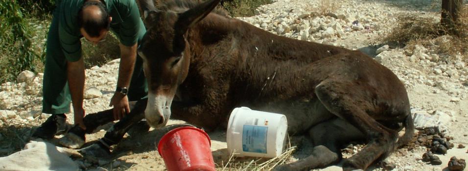 Help us make donkey lives better