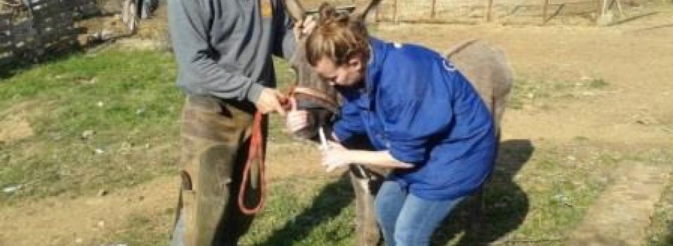 Helping donkeys and mules in Greece