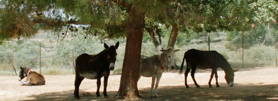 Donkeys standing in the shade