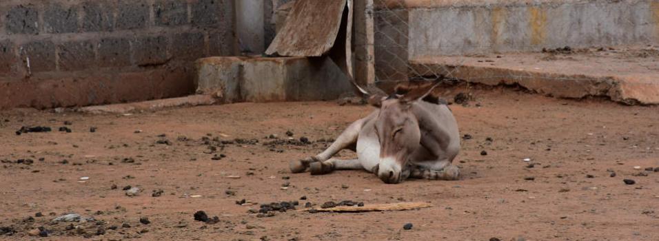 Donkey in inhumane surroundings at Kenyan slaughterhouse