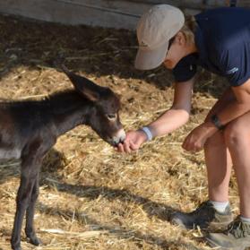 Reaching more donkeys in Cyprus