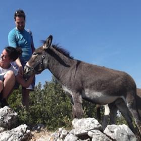 Helping Donkeys in Europe