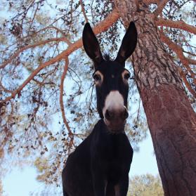 ©Photo kindly provided by Natasa Leoni for the Donkey Sanctuary (Cyprus)
