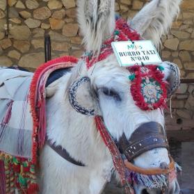 Mijas donkey