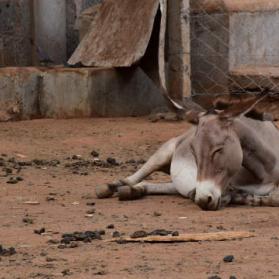 Donkey in inhumane surroundings at Kenyan slaughterhouse