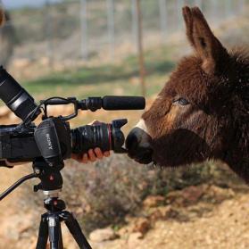 Filming donkeys