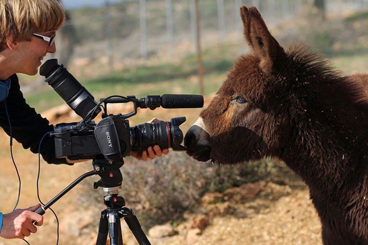 Filming donkeys